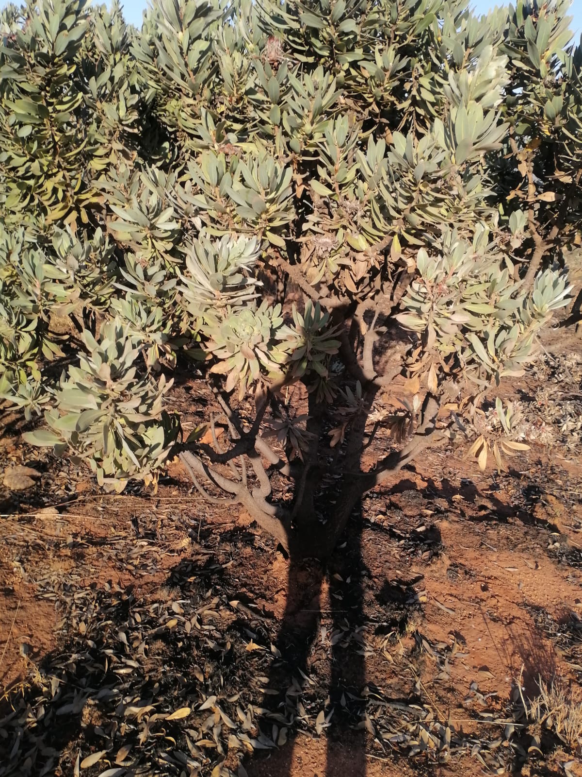 WhatsApp Image 2024-09-16 at 18.57.27_5aeb8910