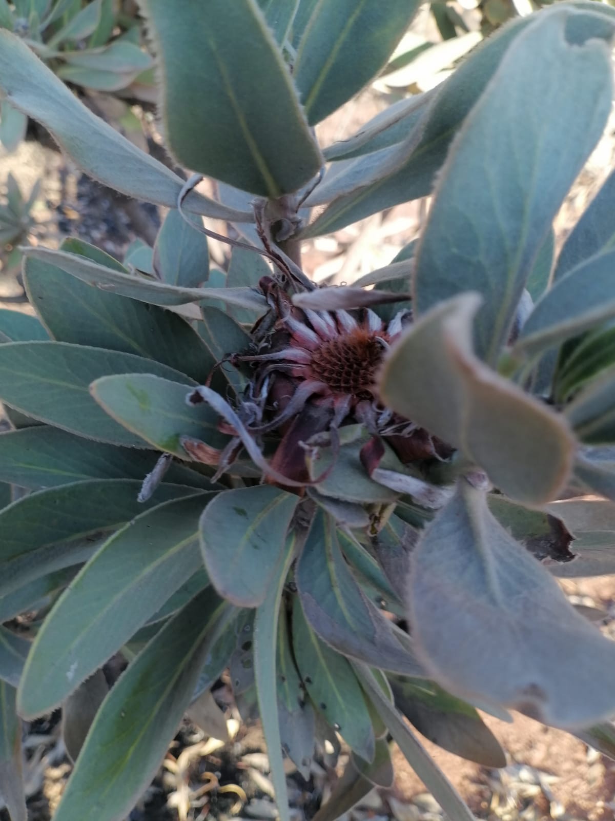 WhatsApp Image 2024-09-16 at 18.57.29_3d7d6b39