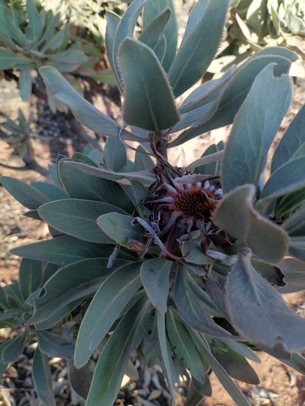 WhatsApp Image 2024-09-16 at 18.57.30_f41fa3f0