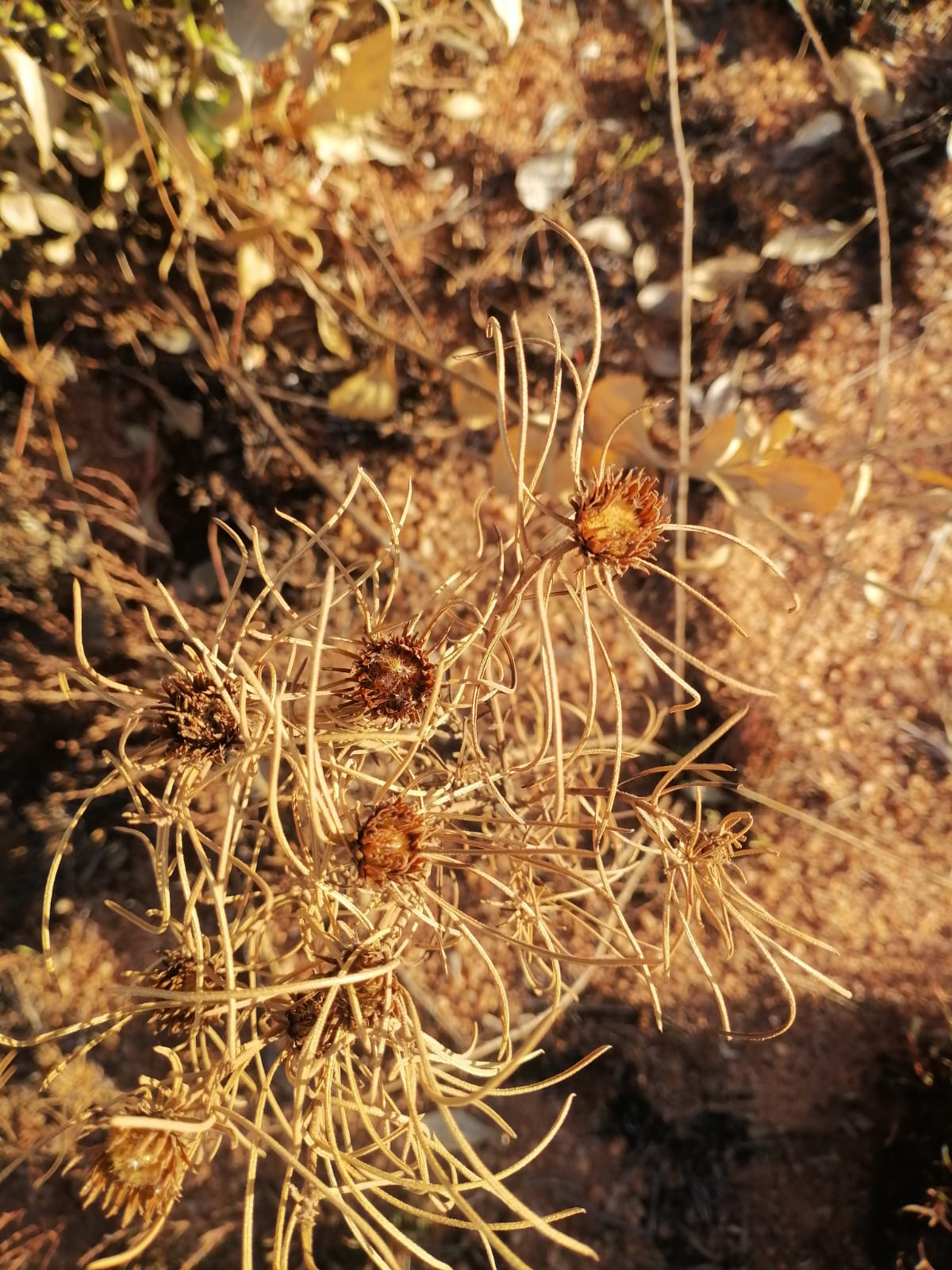 WhatsApp Image 2024-09-16 at 18.57.33_54d471df