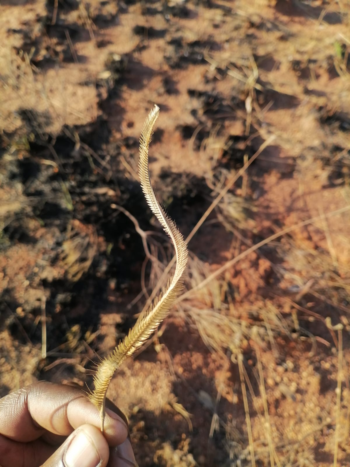 WhatsApp Image 2024-09-16 at 18.57.33_9197ecc6