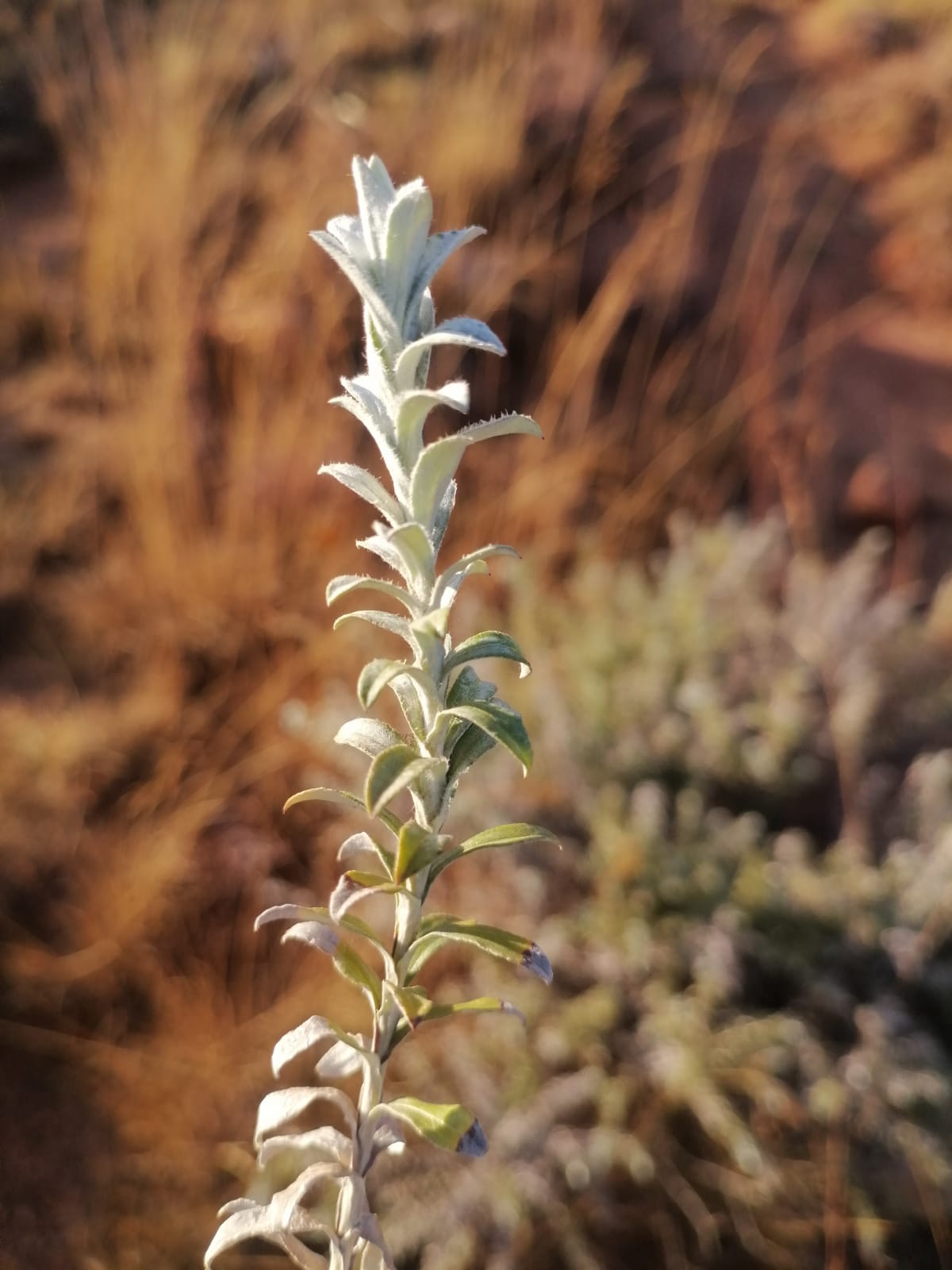 WhatsApp Image 2024-09-16 at 18.58.34_0e0cbcca