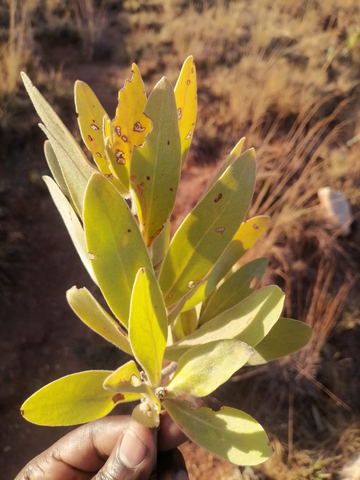 WhatsApp Image 2024-09-16 at 18.58.34_18e8b08f