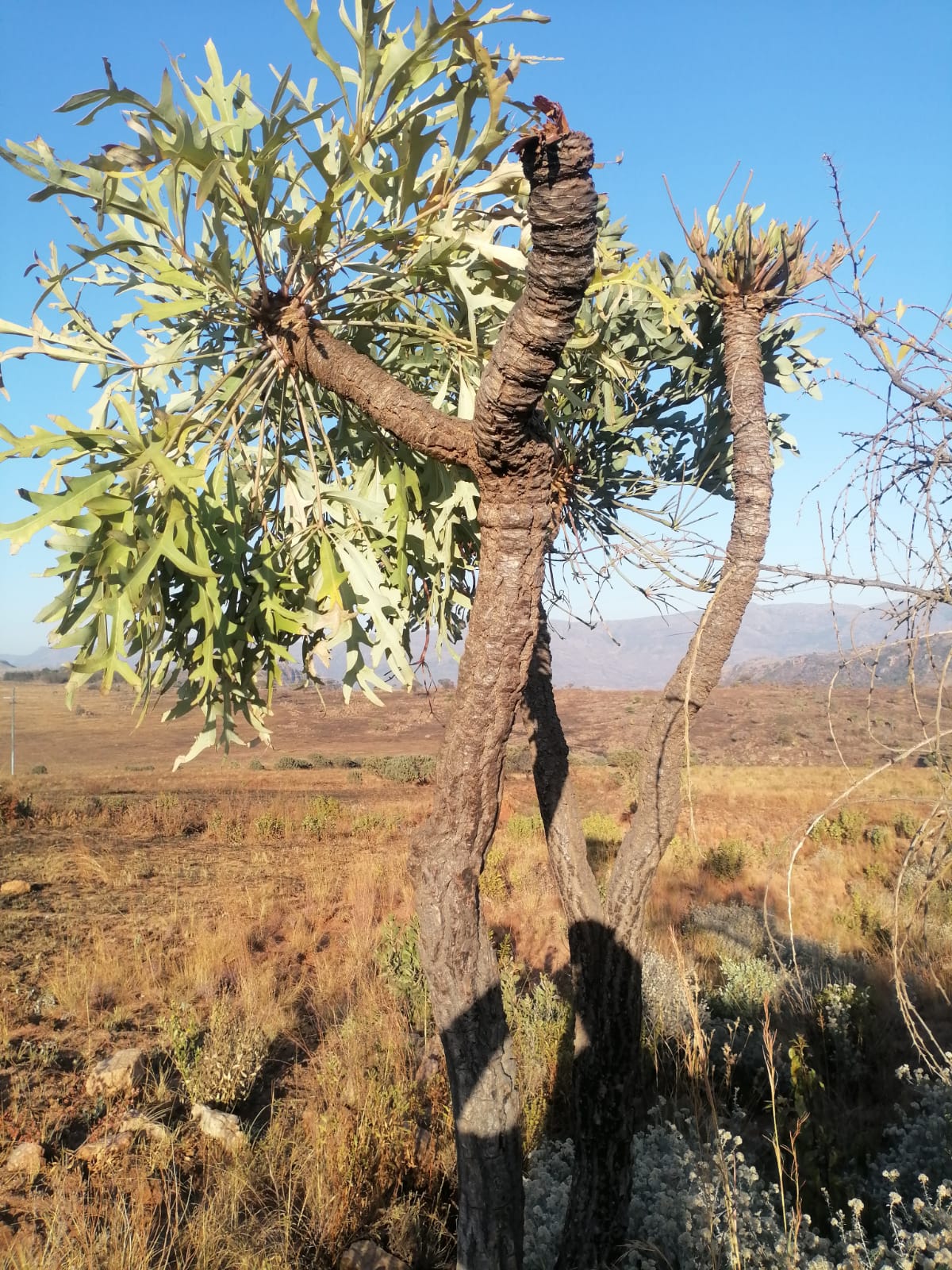 WhatsApp Image 2024-09-16 at 18.58.35_335b6d83