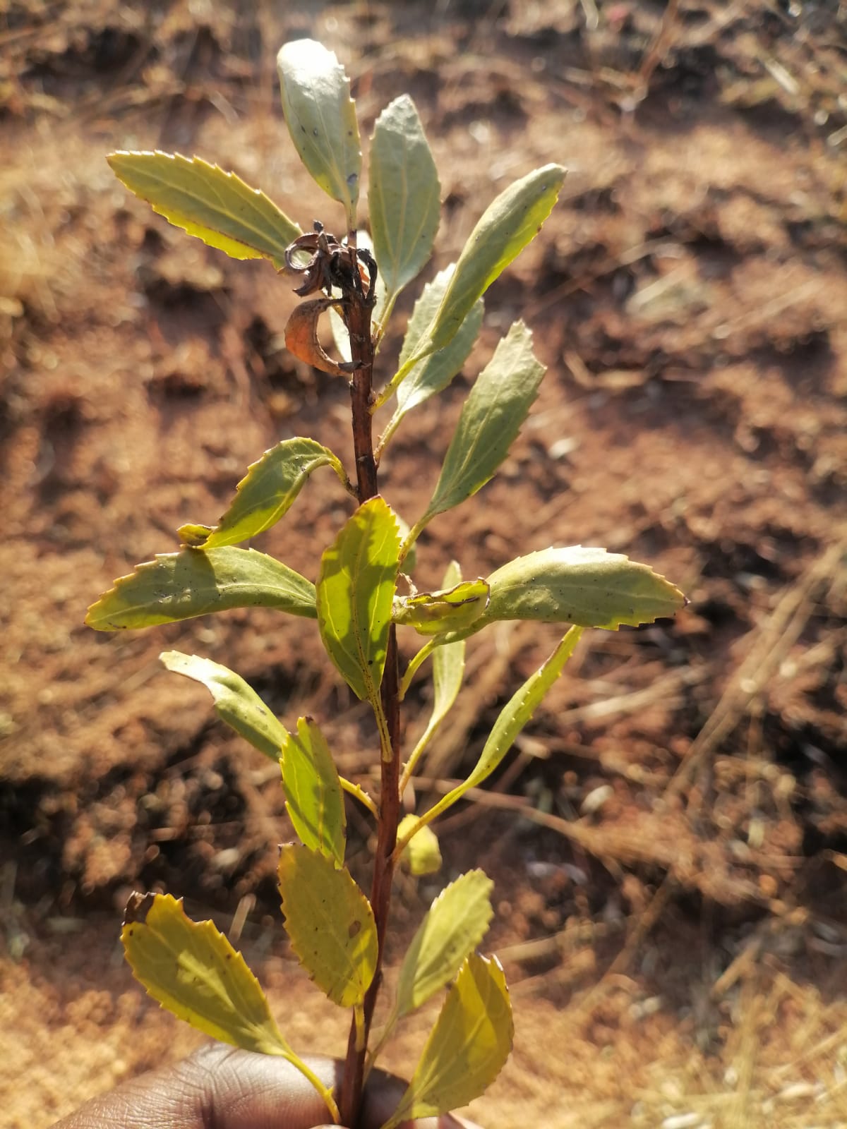 WhatsApp Image 2024-09-16 at 18.58.36_65b0e576