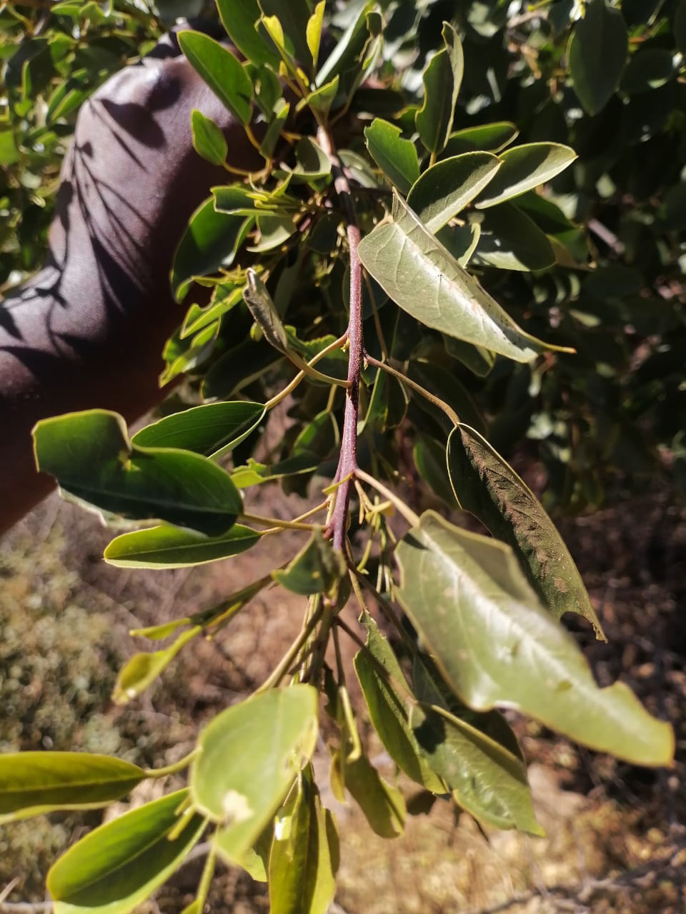 WhatsApp Image 2024-09-16 at 19.01.44_44593731