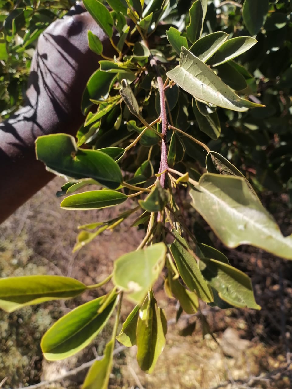 WhatsApp Image 2024-09-16 at 19.01.45_476f9a9e