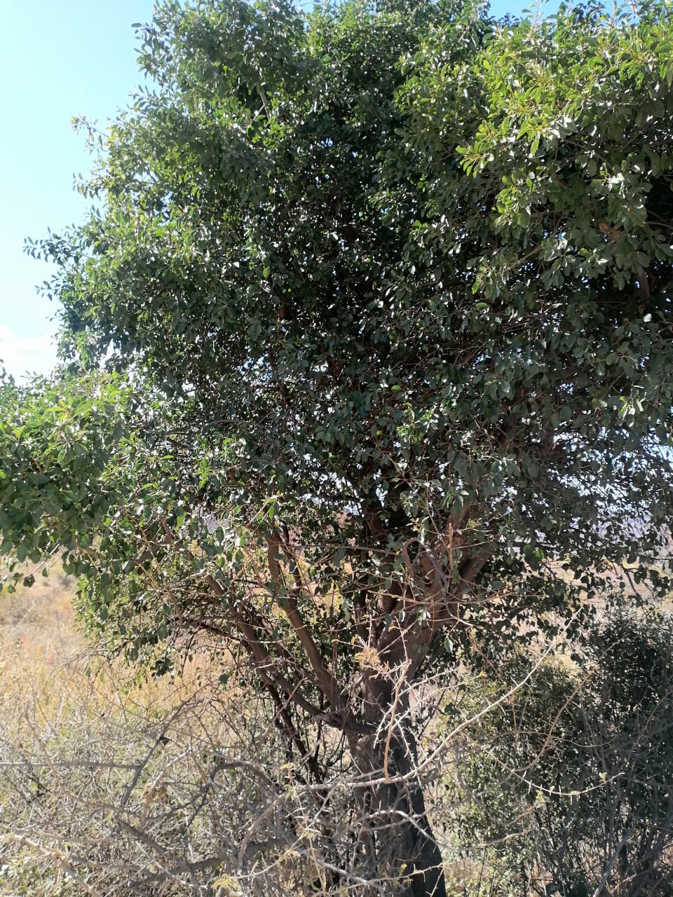 WhatsApp Image 2024-09-16 at 19.01.48_7391b5d2