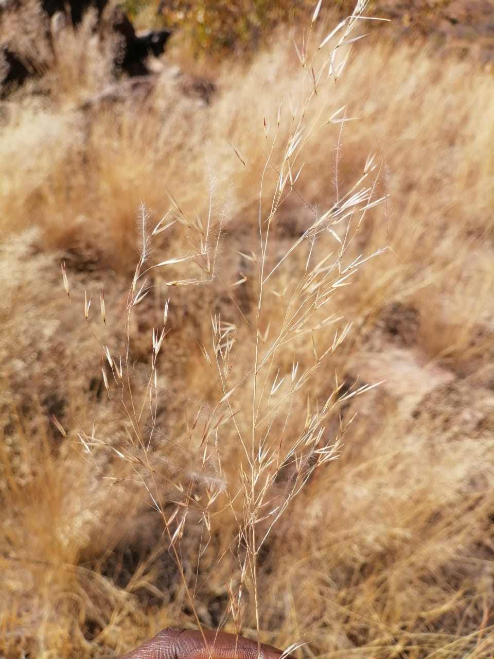 WhatsApp Image 2024-09-16 at 19.02.02_d8c641ff