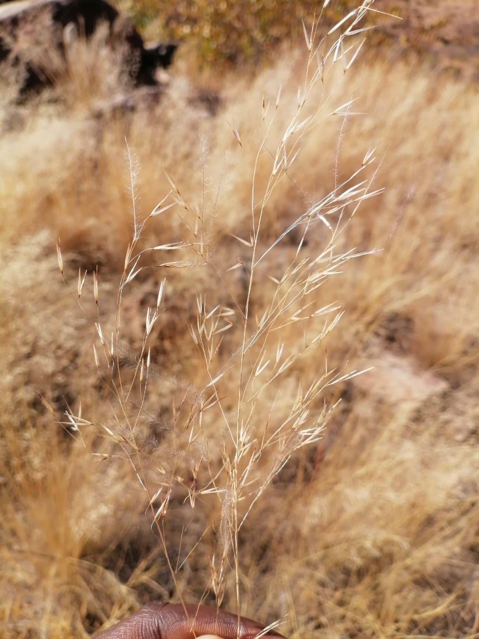 WhatsApp Image 2024-09-16 at 19.02.03_5a078cdc