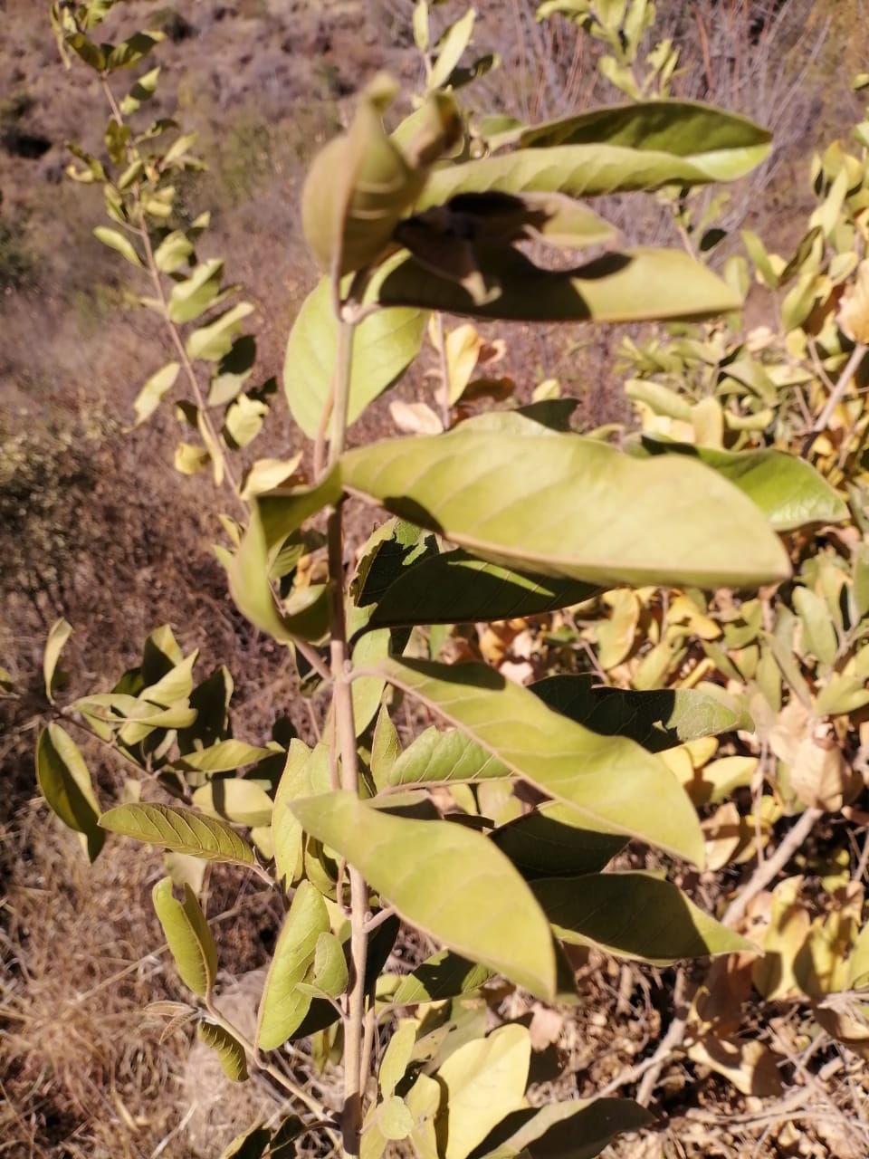 WhatsApp Image 2024-09-16 at 19.02.08_16767108