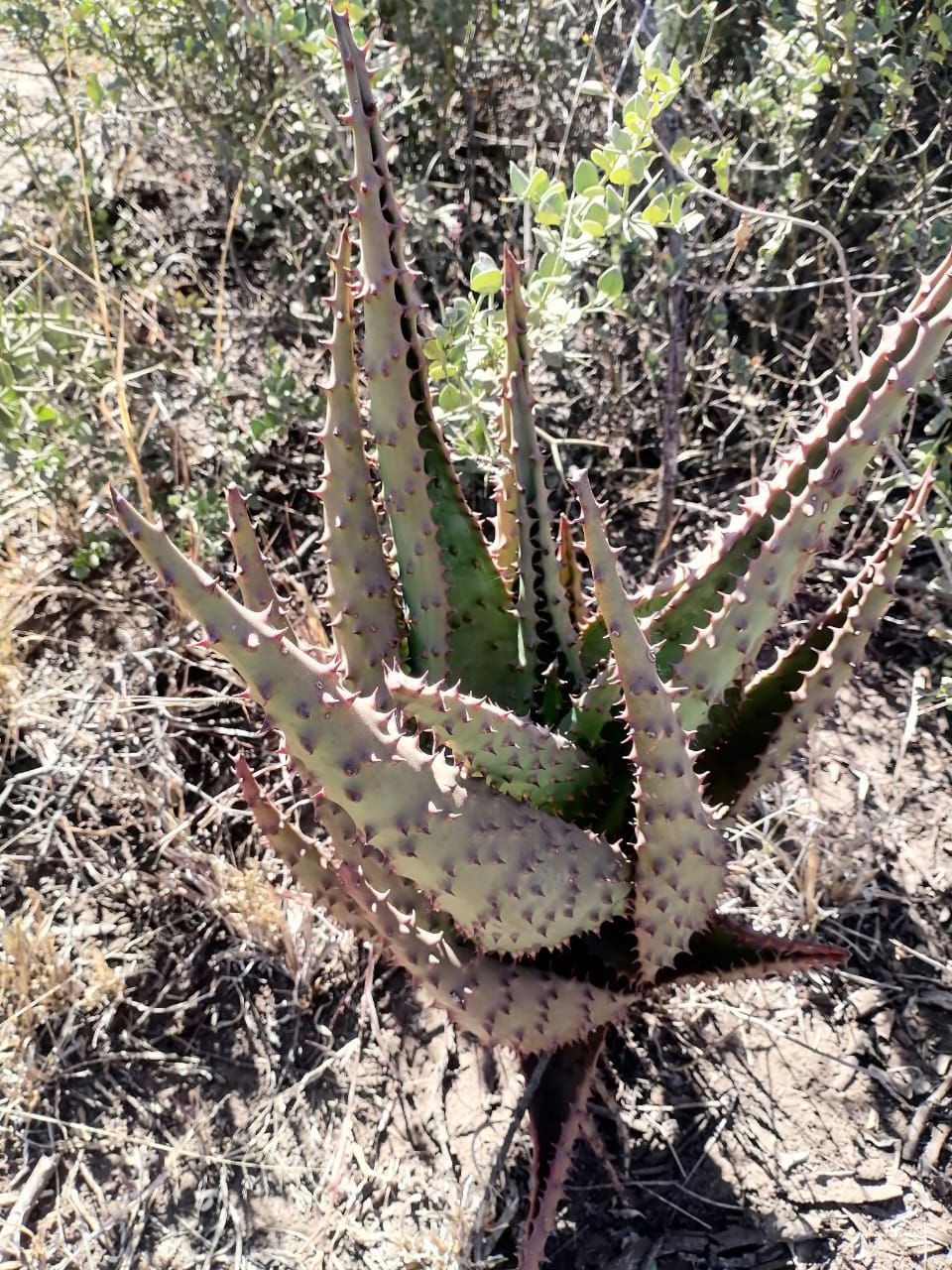 WhatsApp Image 2024-09-16 at 19.02.10_b02beea2