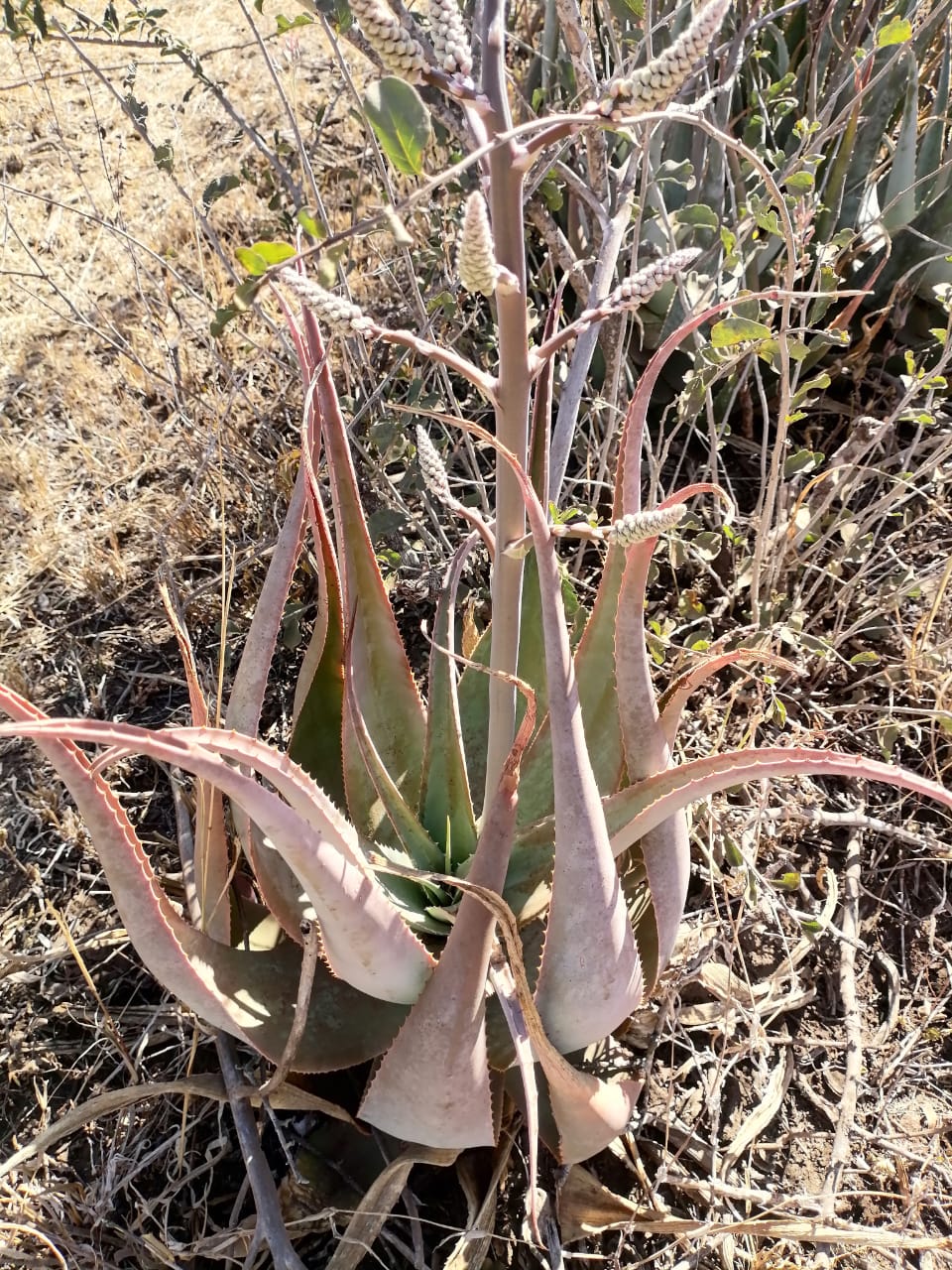 WhatsApp Image 2024-09-16 at 19.02.13_8326dc48