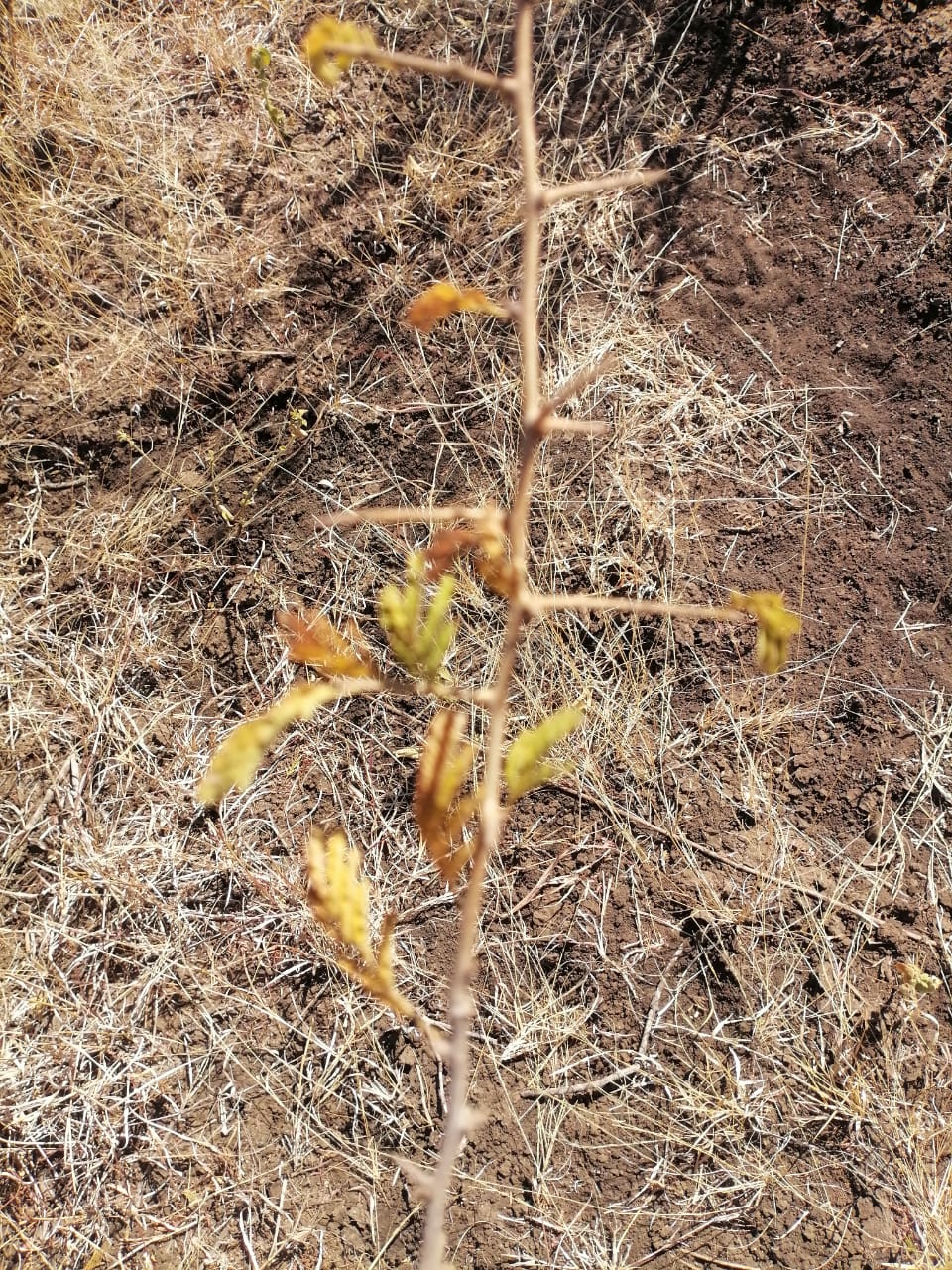 WhatsApp Image 2024-09-16 at 19.02.14_97ba8e20