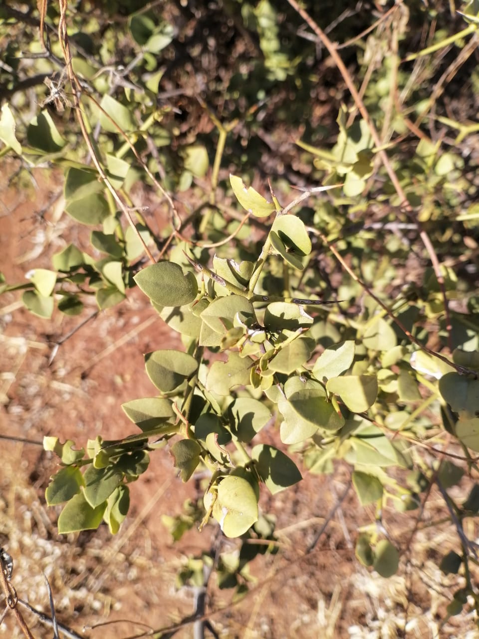 WhatsApp Image 2024-09-16 at 19.02.34_2531c5ca