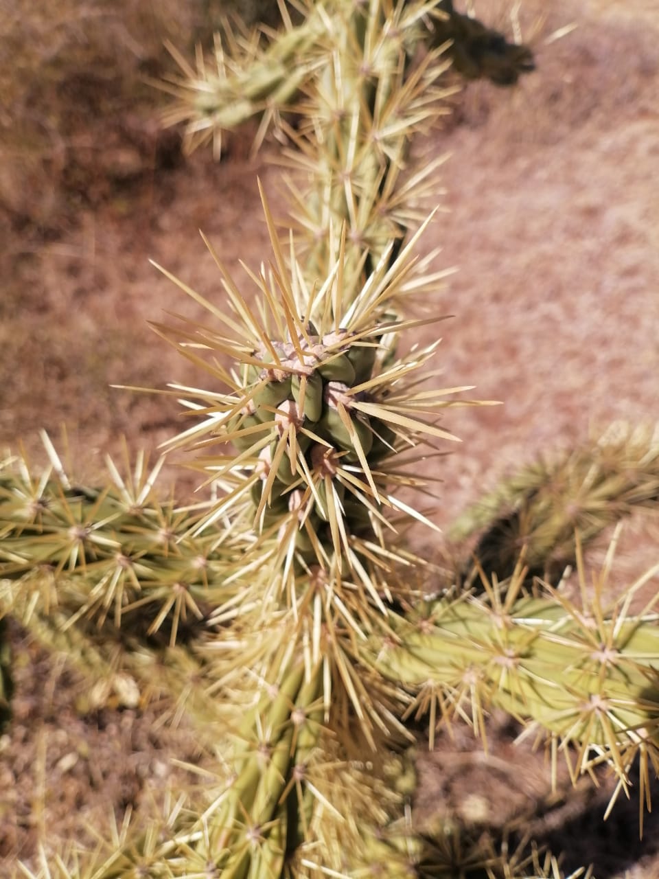 WhatsApp Image 2024-09-16 at 19.02.34_d50bd8c7