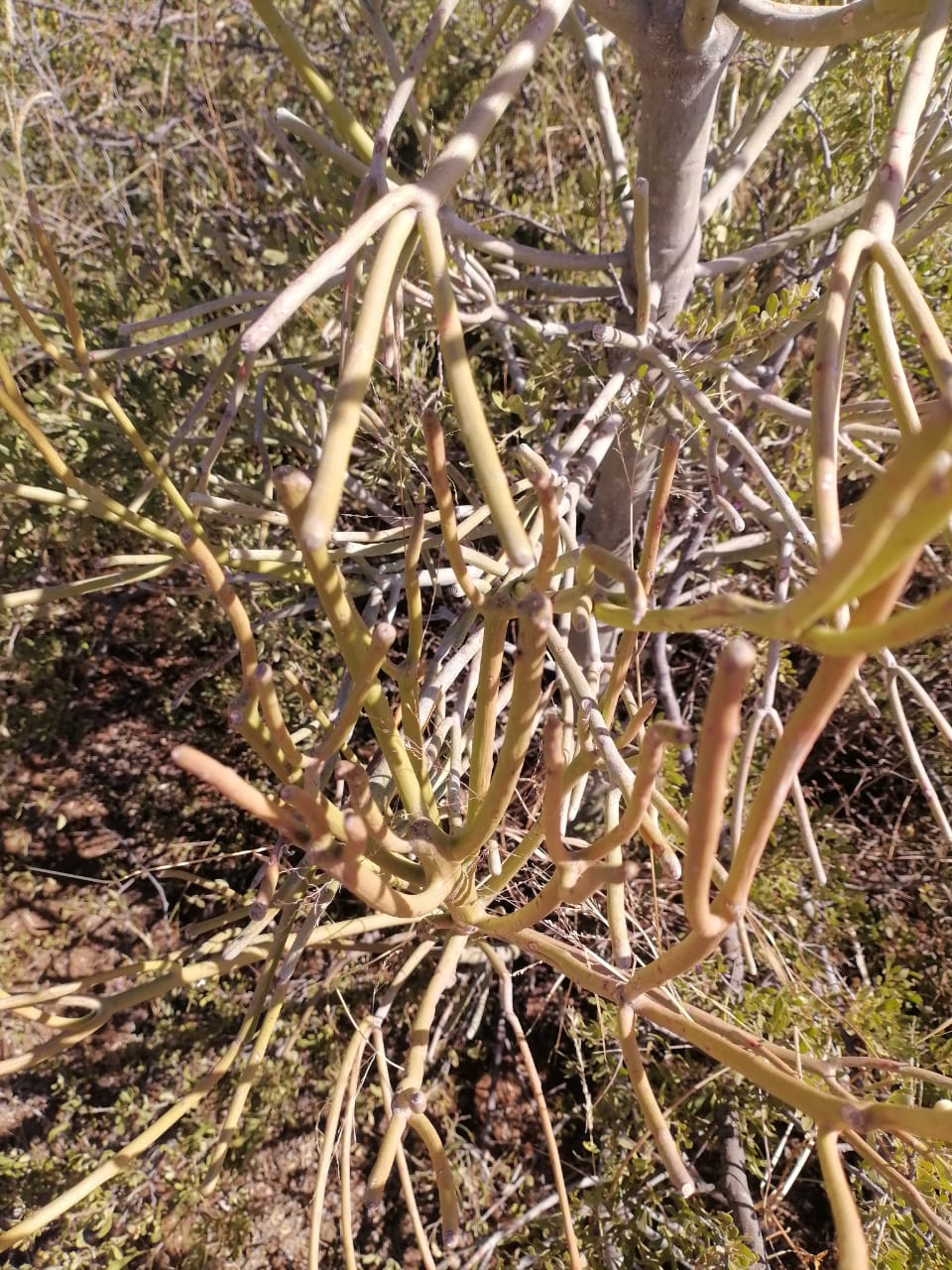 WhatsApp Image 2024-09-16 at 19.02.36_b252fb4b